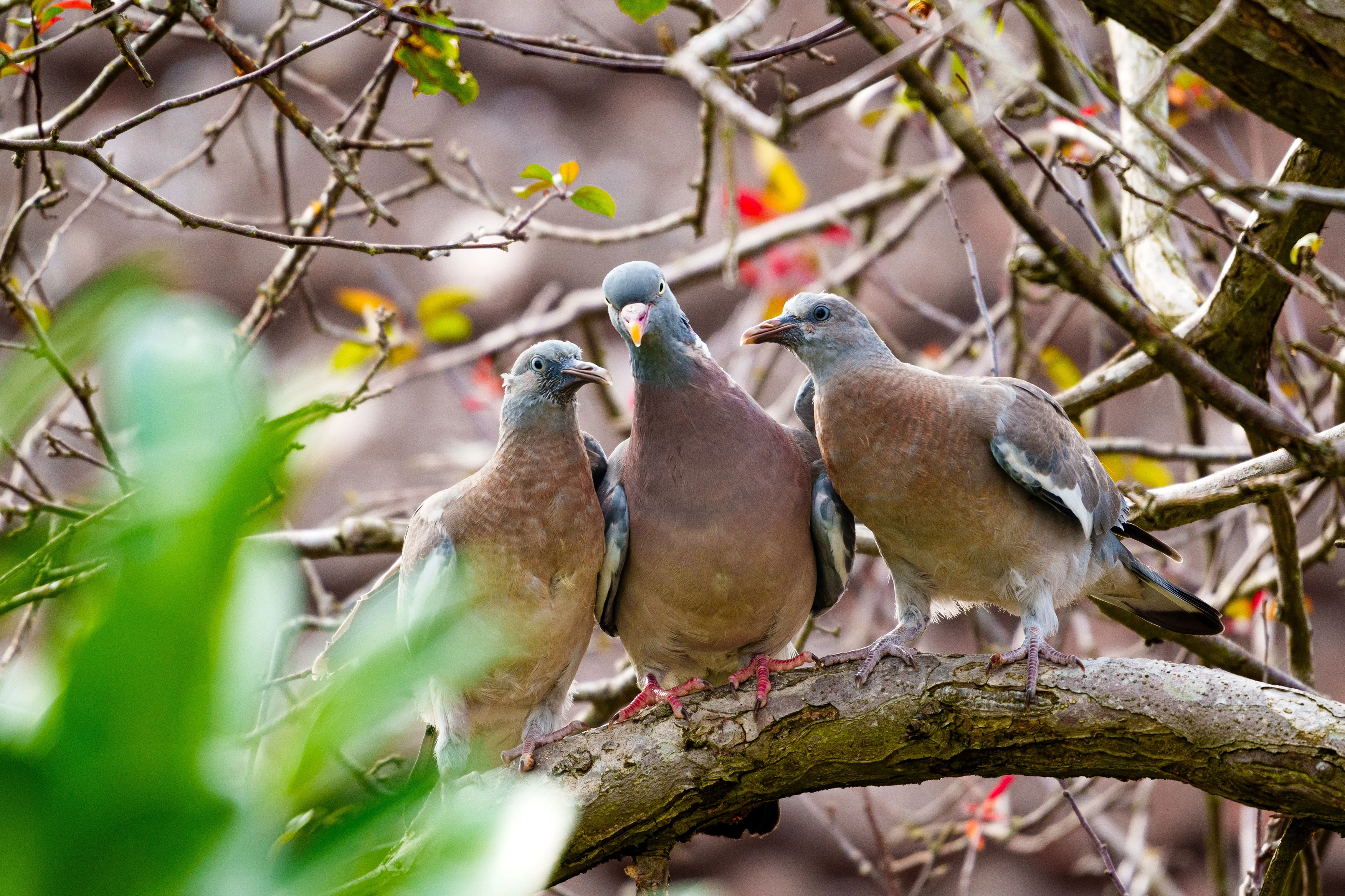 A family of Pidgeons