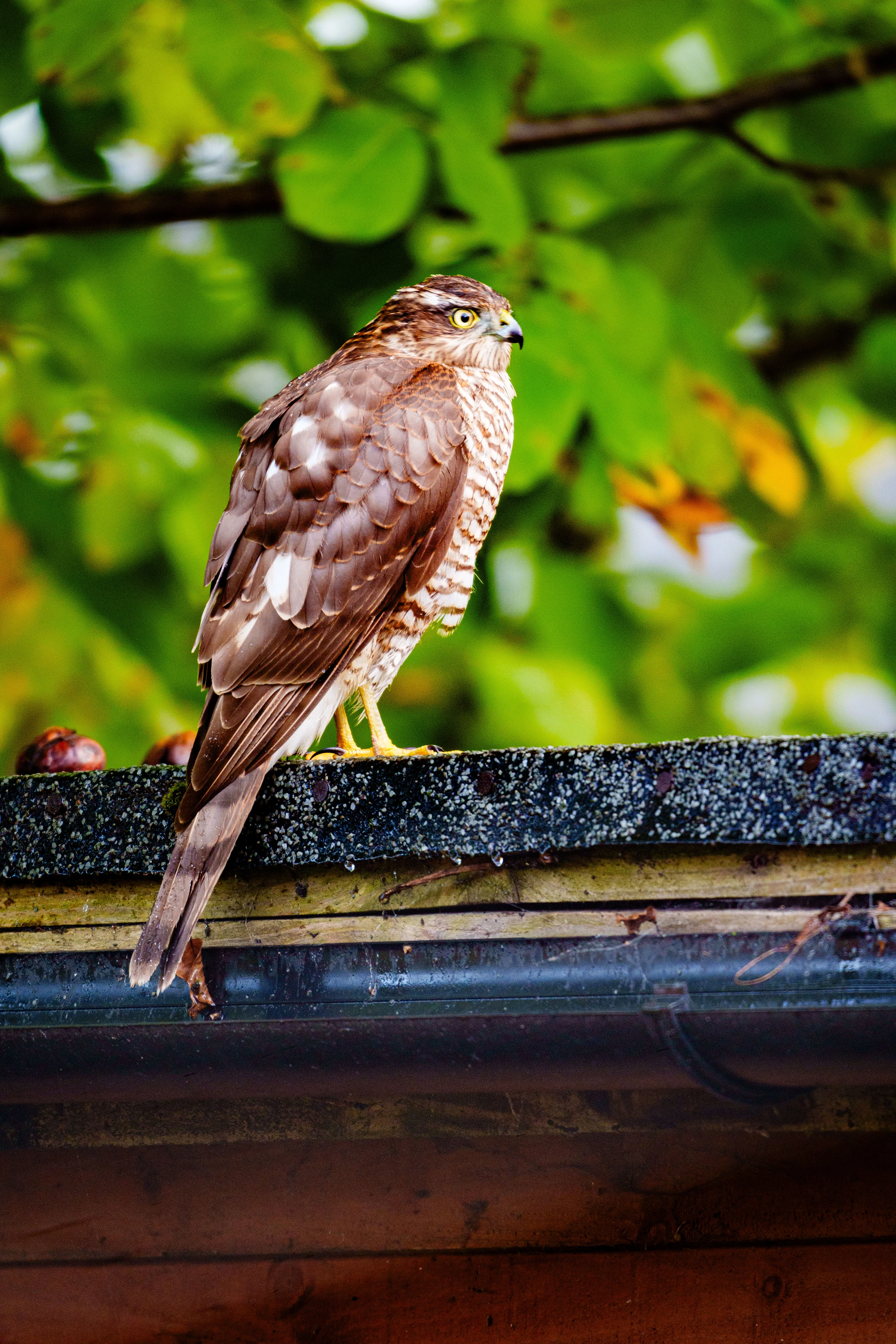 A Sparrowhawk