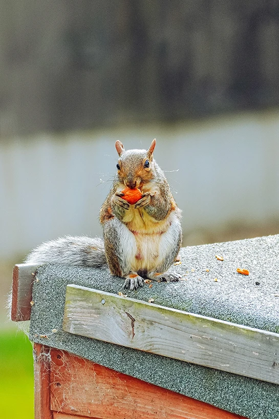 A Squirrel